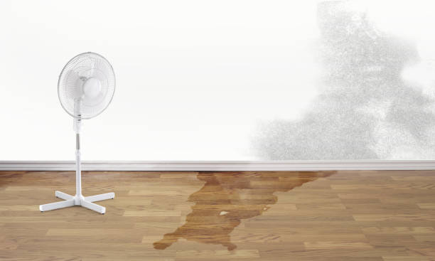 Best Flood damage cleanup  in Trevose, PA